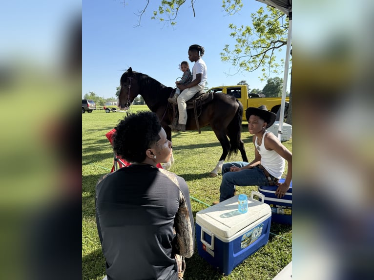 Tennessee walking horse Croisé Hongre 20 Ans 163 cm Bai in Baton Rouge