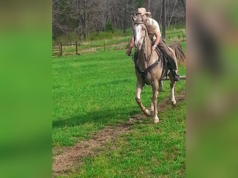 Tennessee walking horse Hongre 22 Ans 163 cm Champagne in Excelsior Springs, MO