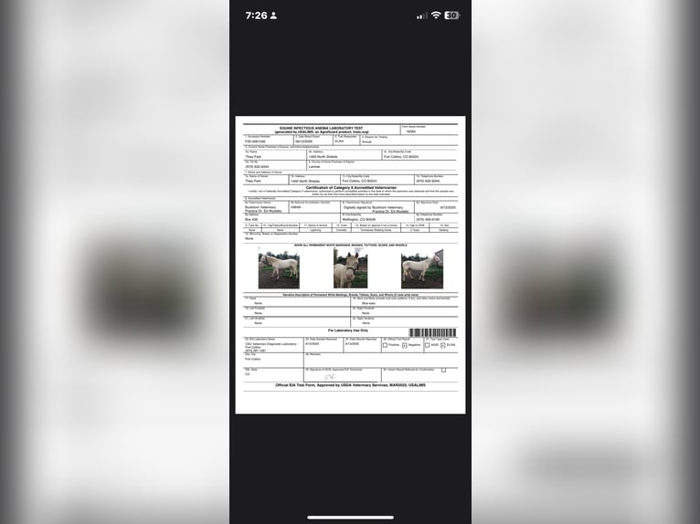 Tennessee walking horse Hongre 2 Ans 147 cm Cremello in Fort Collins