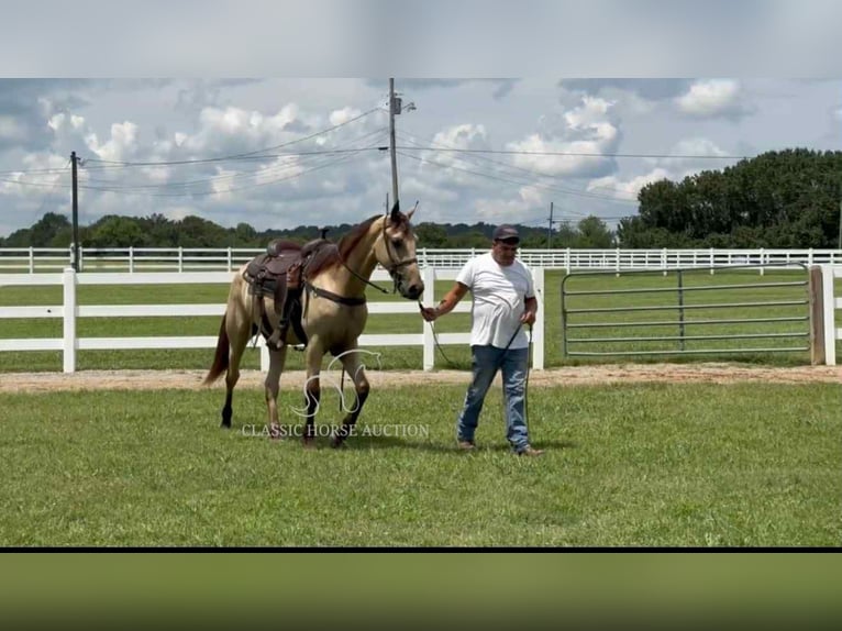 Tennessee walking horse Hongre 2 Ans 152 cm Buckskin in Lewisburg, TN