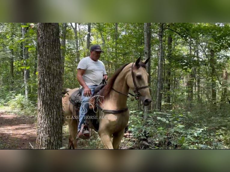 Tennessee walking horse Hongre 2 Ans 152 cm Buckskin in Lewisburg, TN