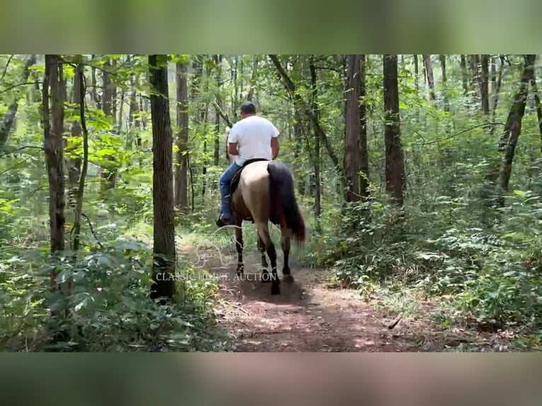 Tennessee walking horse Hongre 2 Ans 152 cm Buckskin in Lewisburg, TN