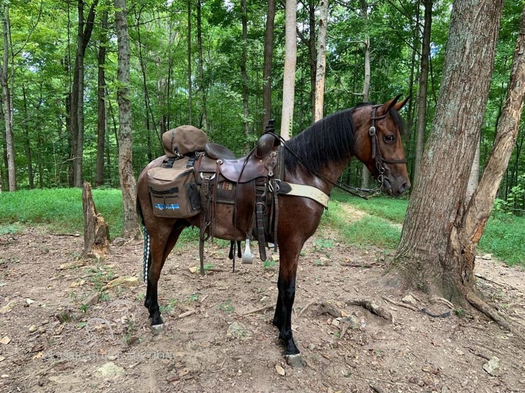 Tennessee walking horse Hongre 3 Ans 142 cm Bai cerise in Whitley City, KY