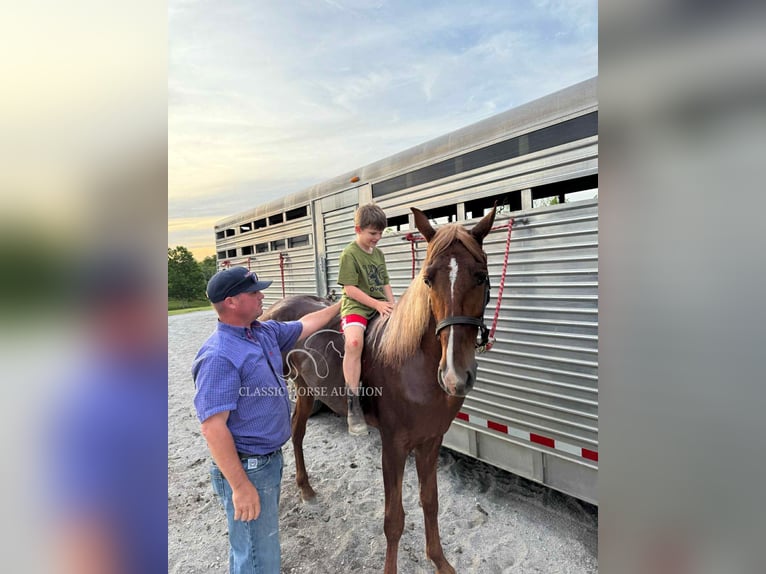Tennessee walking horse Hongre 3 Ans 152 cm Alezan cuivré in Belfast, TN