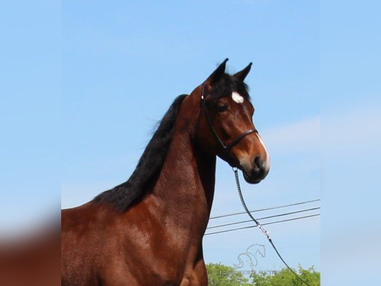 Tennessee walking horse Hongre 3 Ans 152 cm Bai cerise in Lewisburg, TN