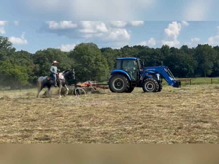 Tennessee walking horse Hongre 3 Ans 152 cm Gris in Lewisburg