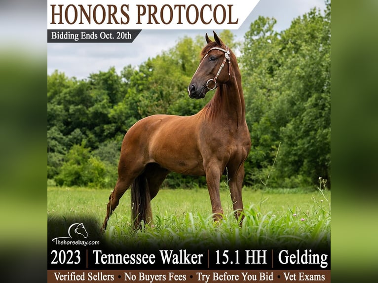 Tennessee walking horse Hongre 3 Ans 155 cm Alezan brûlé in Bowling Green, KY