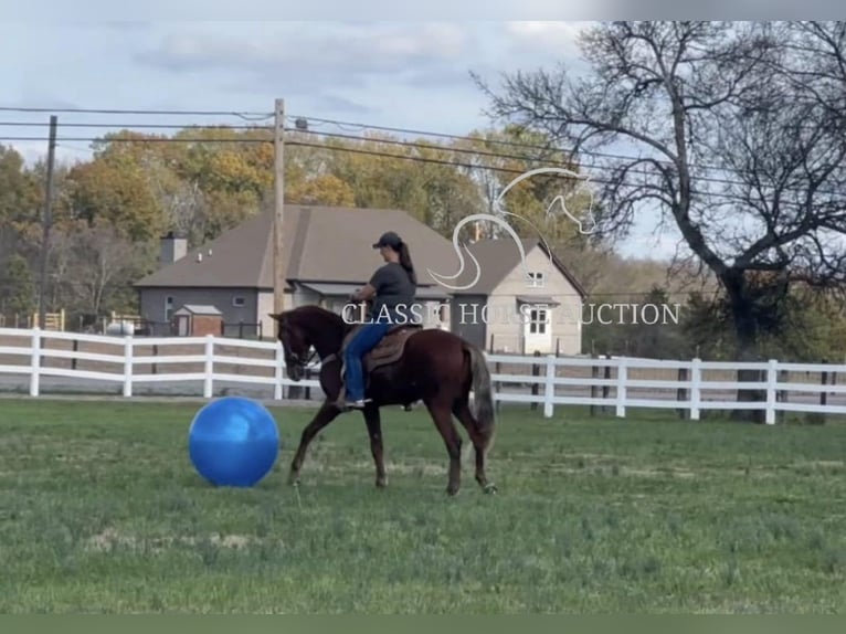 Tennessee walking horse Hongre 3 Ans 163 cm Alezan cuivré in Lewisburg, TN