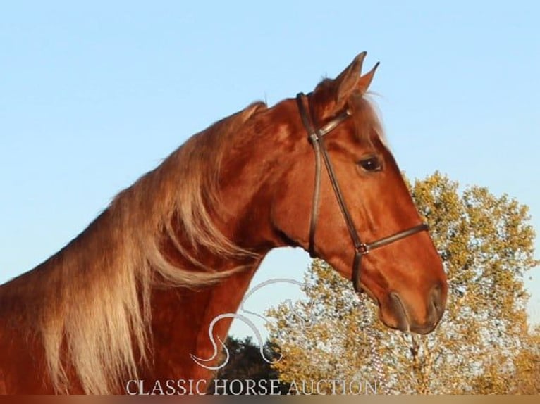 Tennessee walking horse Hongre 3 Ans 163 cm Alezan cuivré in Lewisburg, TN