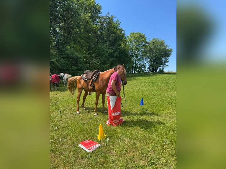 Tennessee walking horse Hongre 4 Ans 148 cm Alezan in Dipperz