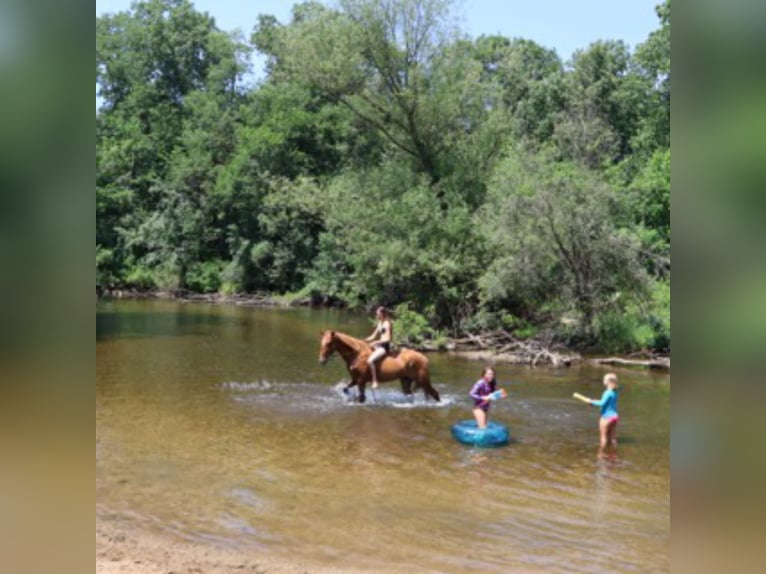 Tennessee walking horse Hongre 4 Ans 152 cm Alezan cuivré in Howell