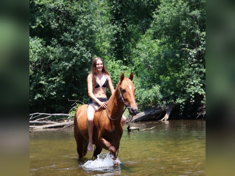 Tennessee walking horse Hongre 4 Ans 152 cm Alezan cuivré in Howell