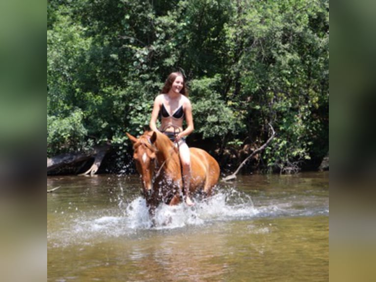 Tennessee walking horse Hongre 4 Ans 152 cm Alezan cuivré in Howell