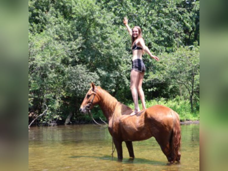 Tennessee walking horse Hongre 4 Ans 152 cm Alezan cuivré in Howell