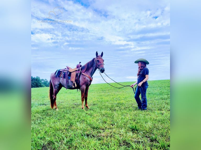 Tennessee walking horse Hongre 4 Ans 152 cm Alezan dun in COLUMBIA, KY