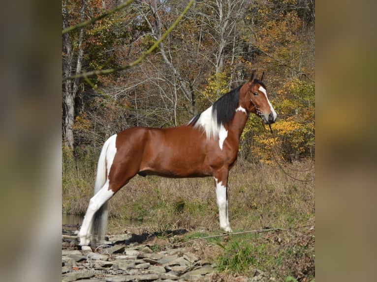 Tennessee walking horse Hongre 4 Ans 152 cm Bai cerise in Hustonville, KY