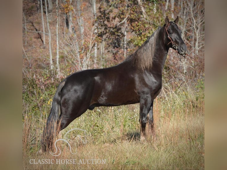 Tennessee walking horse Hongre 4 Ans 152 cm Bai in Hustonville, KY