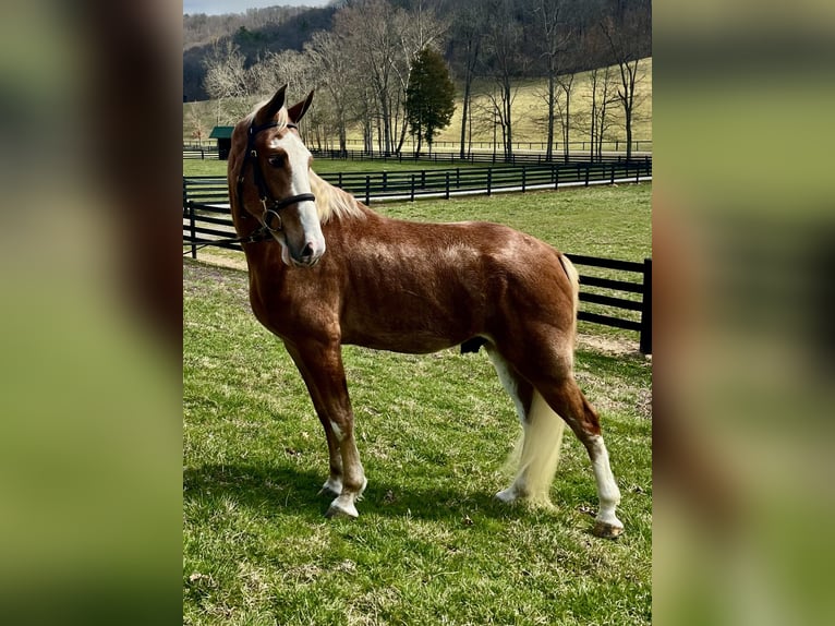 Tennessee walking horse Hongre 4 Ans 152 cm in Kingston, TN