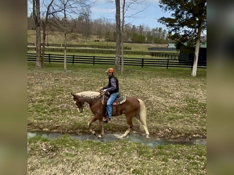 Tennessee walking horse Hongre 4 Ans 152 cm in Kingston, TN