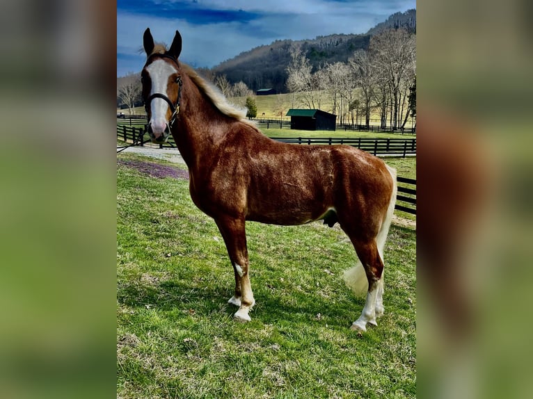 Tennessee walking horse Hongre 4 Ans 152 cm in Kingston, TN