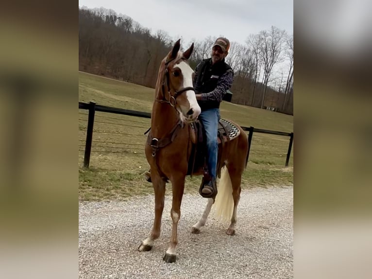 Tennessee walking horse Hongre 4 Ans 152 cm in Kingston, TN