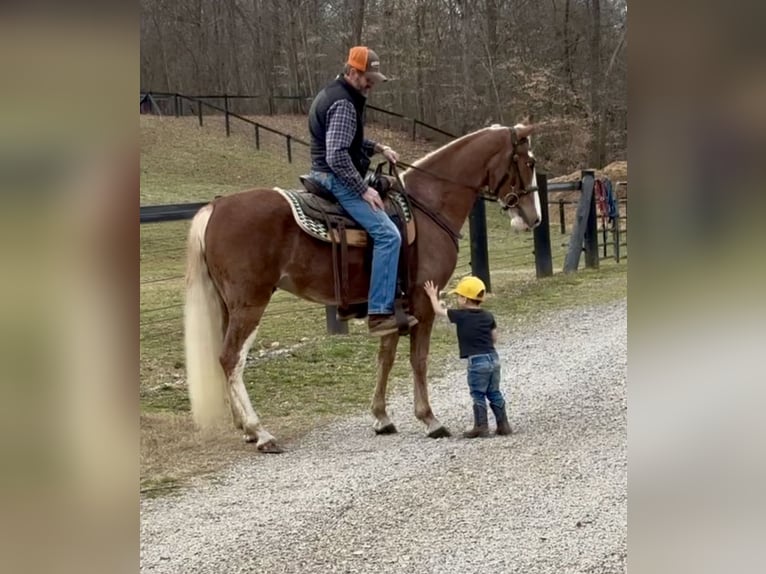 Tennessee walking horse Hongre 4 Ans 152 cm in Kingston, TN