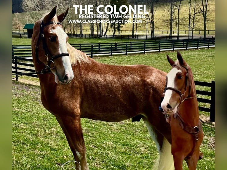 Tennessee walking horse Hongre 4 Ans 152 cm in Kingston, TN