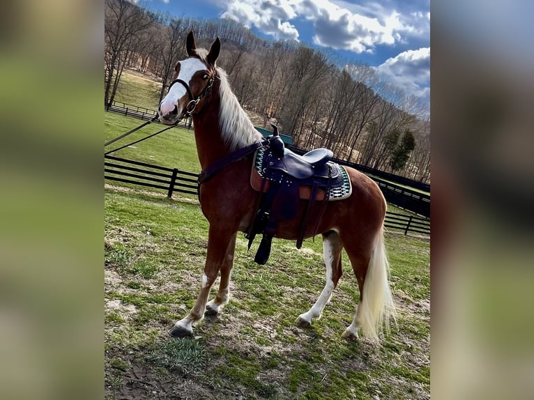 Tennessee walking horse Hongre 4 Ans 152 cm in Kingston, TN