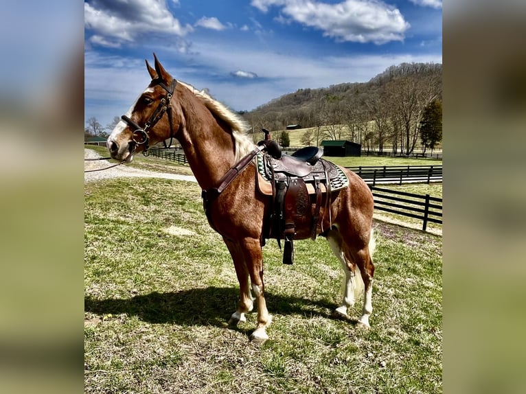Tennessee walking horse Hongre 4 Ans 152 cm in Kingston, TN