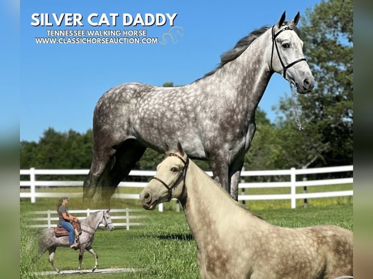 Tennessee walking horse Hongre 4 Ans 152 cm Gris in Lewisburg, TN