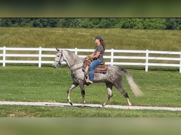 Tennessee walking horse Hongre 4 Ans 152 cm Gris in Lewisburg, TN