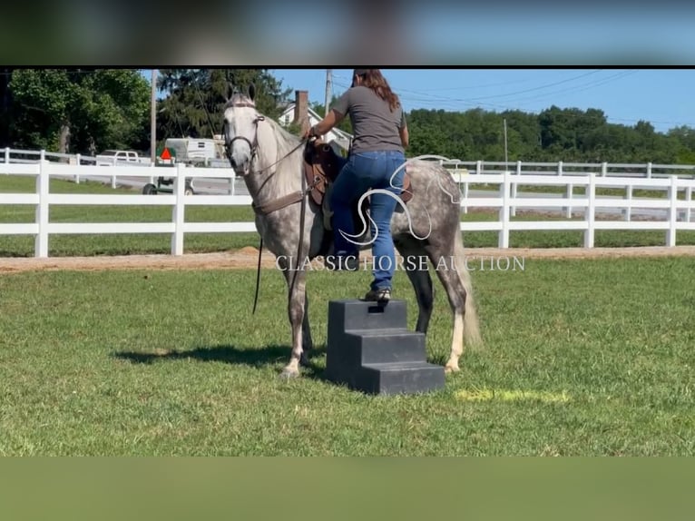 Tennessee walking horse Hongre 4 Ans 152 cm Gris in Lewisburg, TN