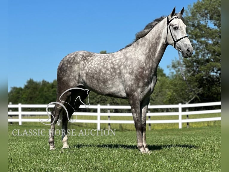 Tennessee walking horse Hongre 4 Ans 152 cm Gris in Lewisburg, TN