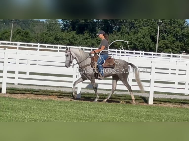 Tennessee walking horse Hongre 4 Ans 152 cm Gris in Lewisburg, TN