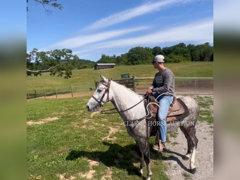 Tennessee walking horse Hongre 4 Ans 152 cm Gris in Lewisburg, TN