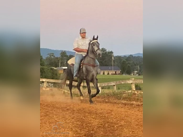 Tennessee walking horse Hongre 4 Ans 152 cm Gris in Albany, KY