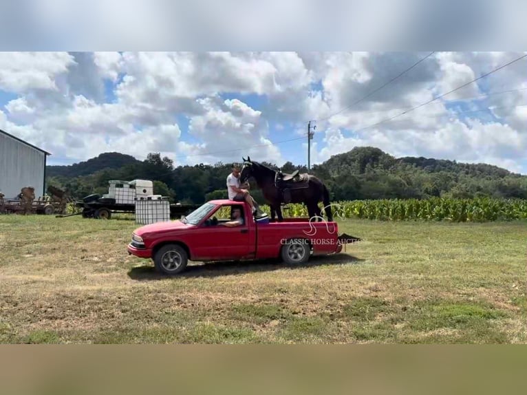 Tennessee walking horse Hongre 4 Ans 152 cm Noir in Hustonville, KY