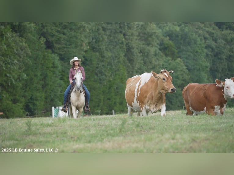 Tennessee walking horse Hongre 4 Ans 152 cm Palomino in Terrell