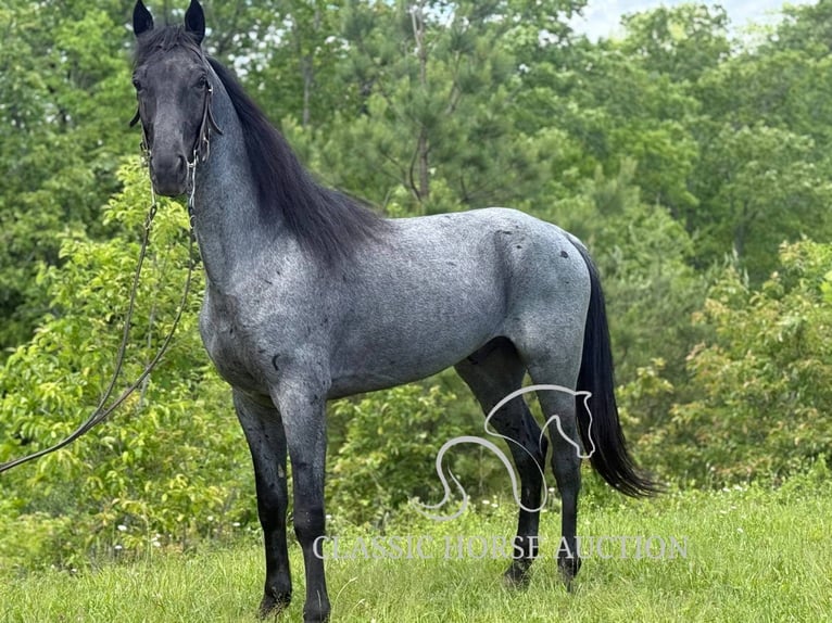Tennessee walking horse Hongre 4 Ans 152 cm Rouan Bleu in Whitley City, KY