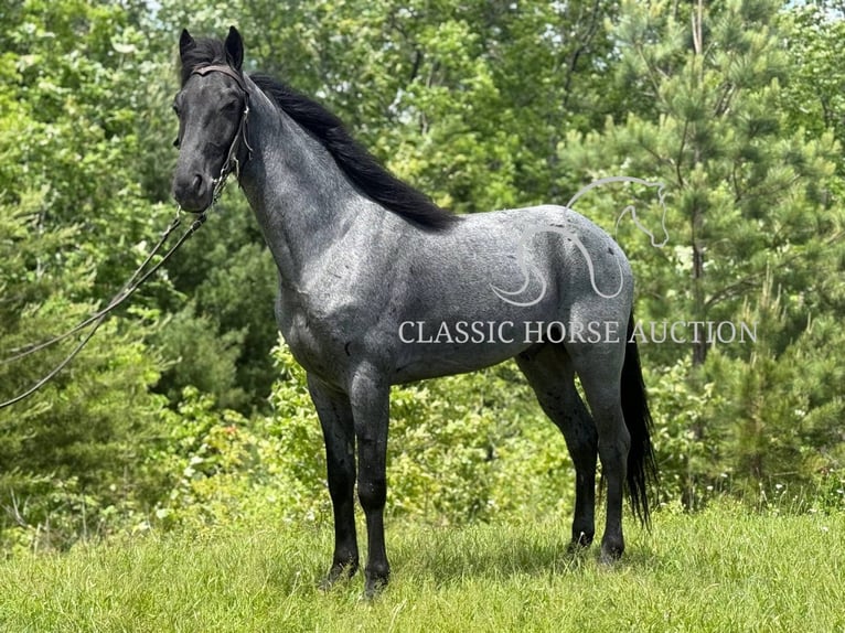 Tennessee walking horse Hongre 4 Ans 152 cm Rouan Bleu in Whitley City, KY