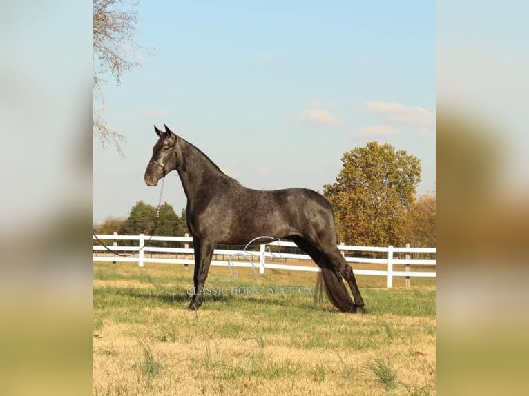 Tennessee walking horse Hongre 4 Ans 152 cm Rouan Bleu in Lewisburg