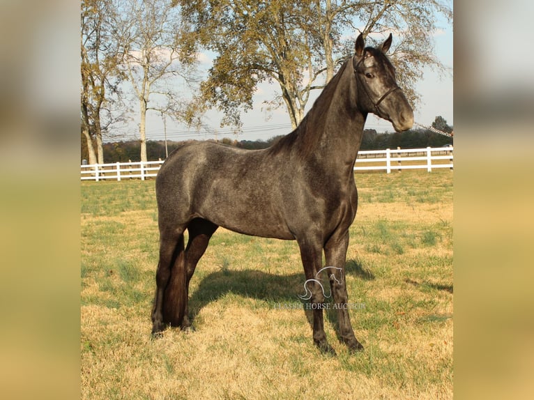 Tennessee walking horse Hongre 4 Ans 152 cm Rouan Bleu in Lewisburg