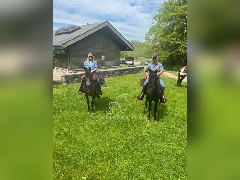 Tennessee walking horse Hongre 4 Ans 152 cm Rouan Bleu in Lewisburg