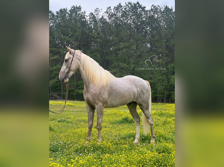 Tennessee walking horse Hongre 4 Ans 152 cm Sabino in independence, la