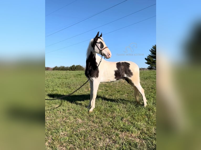 Tennessee walking horse Hongre 4 Ans 152 cm Tobiano-toutes couleurs in Gruetli Laager, TN