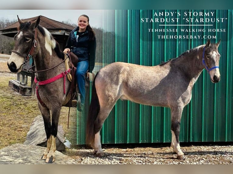 Tennessee walking horse Hongre 4 Ans 157 cm Buckskin in Wellington, KY
