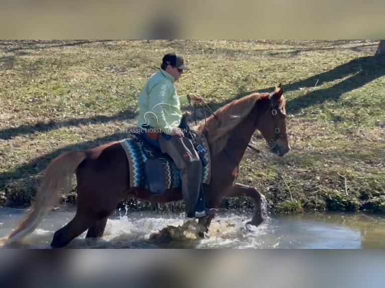 Tennessee walking horse Hongre 4 Ans 163 cm Alezan cuivré in Shelbyville, TN