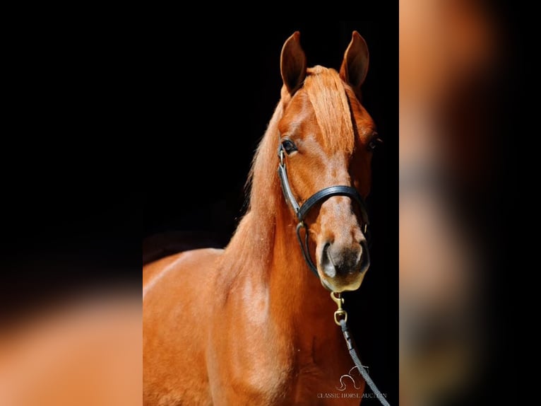 Tennessee walking horse Hongre 5 Ans 142 cm Alezan cuivré in Sneedville, TN