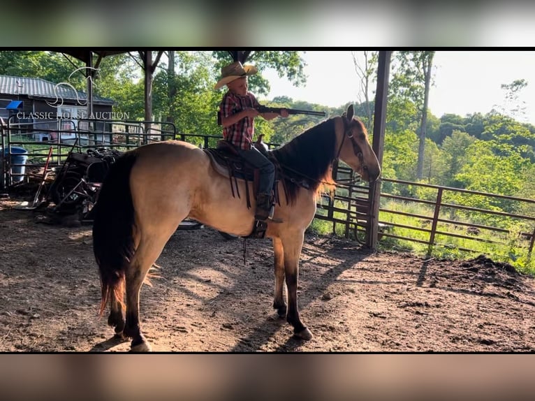 Tennessee walking horse Hongre 5 Ans 142 cm Buckskin in Whitley City