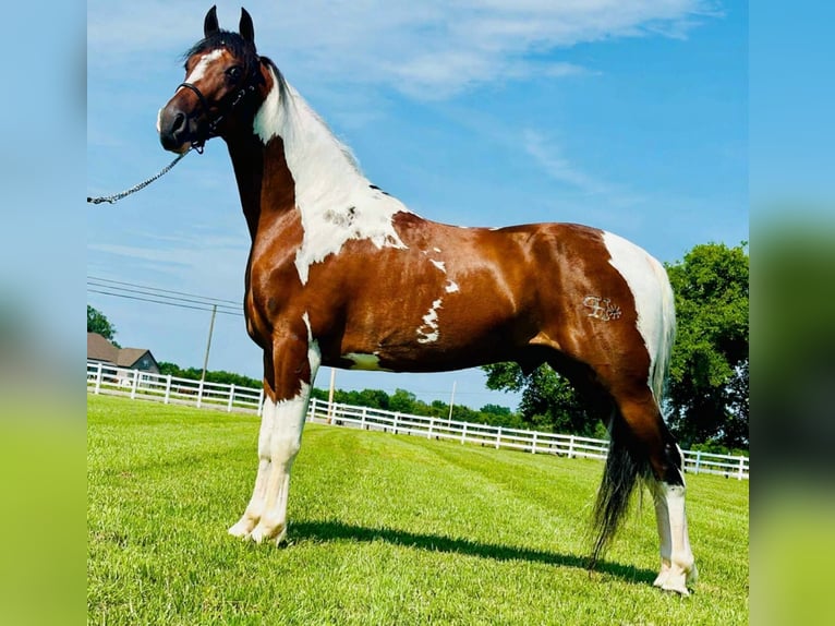 Tennessee walking horse Hongre 5 Ans 147 cm Pinto in Lewisburg
